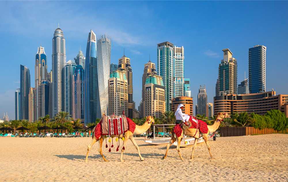 Dubai Camels